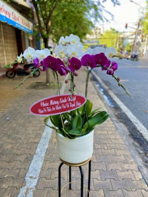 Shop Hoa Tươi Huyện Cam Lộ, Tỉnh Quảng Trị