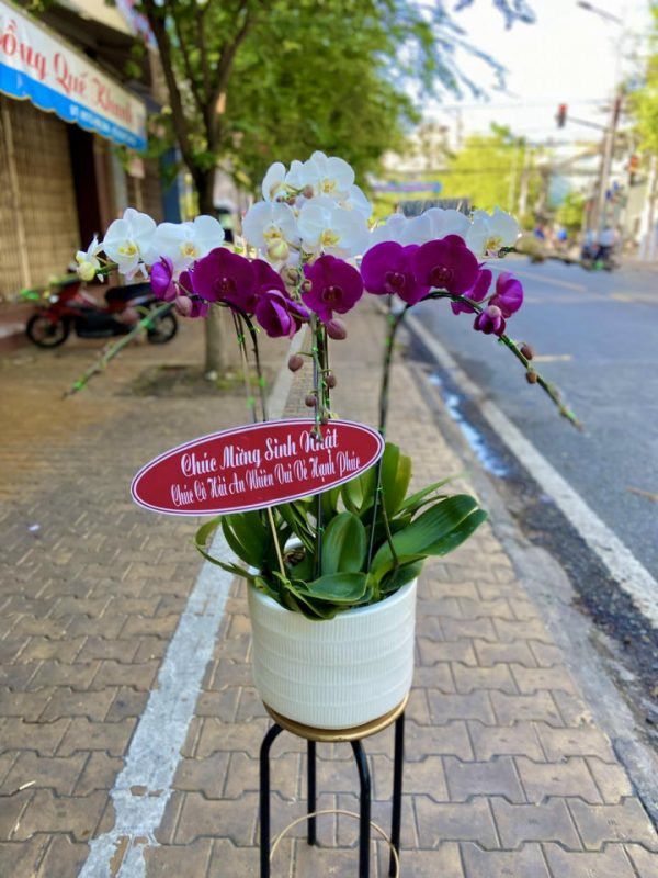 Shop Hoa Tươi Huyện Cam Lộ, Tỉnh Quảng Trị